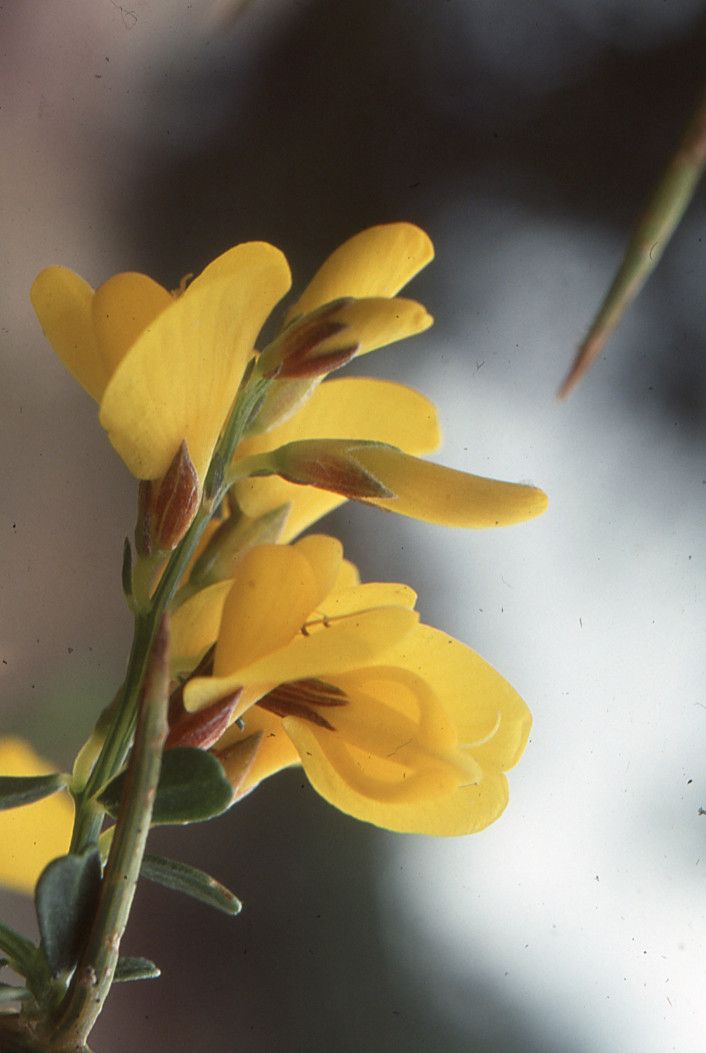 Genista ifniensis — search result for 'Genista'