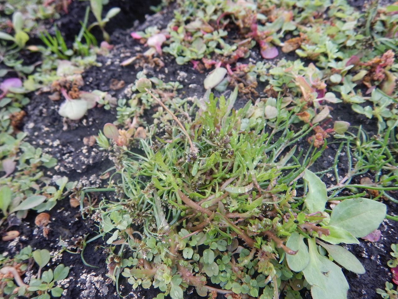 Sporobolus aculeatus — related species from the same genus