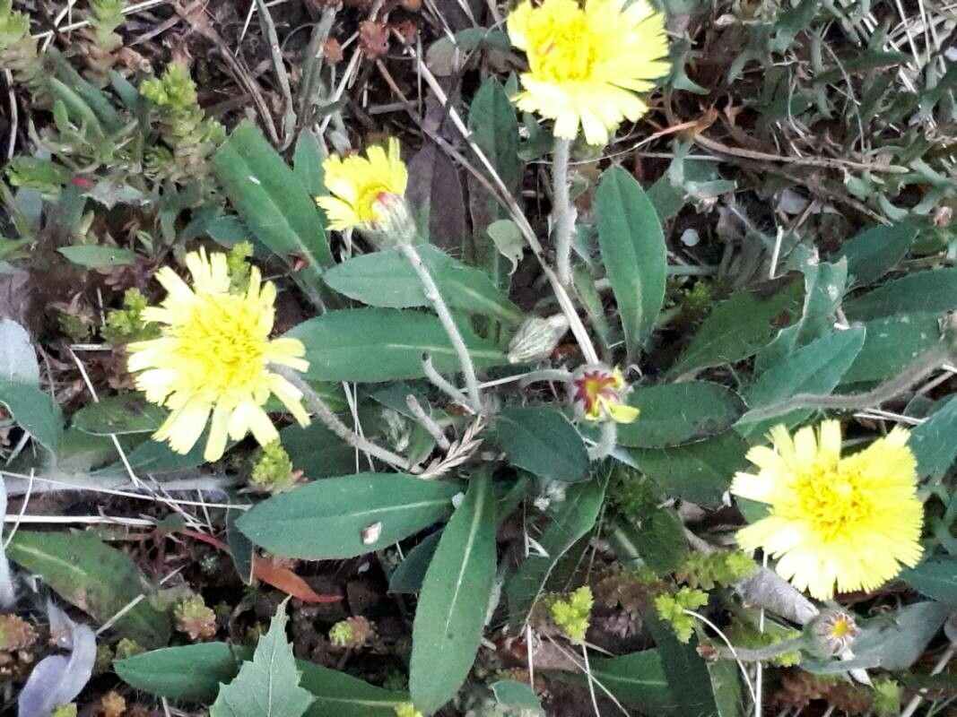Pilosella officinarum fruit