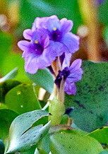 Pontederia azurea flower
