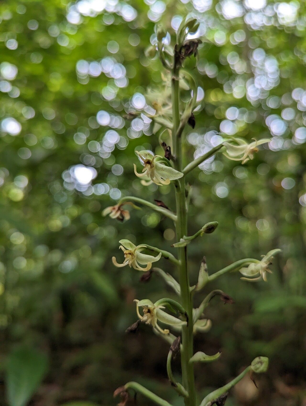Habenaria thomana — houseplant care guide