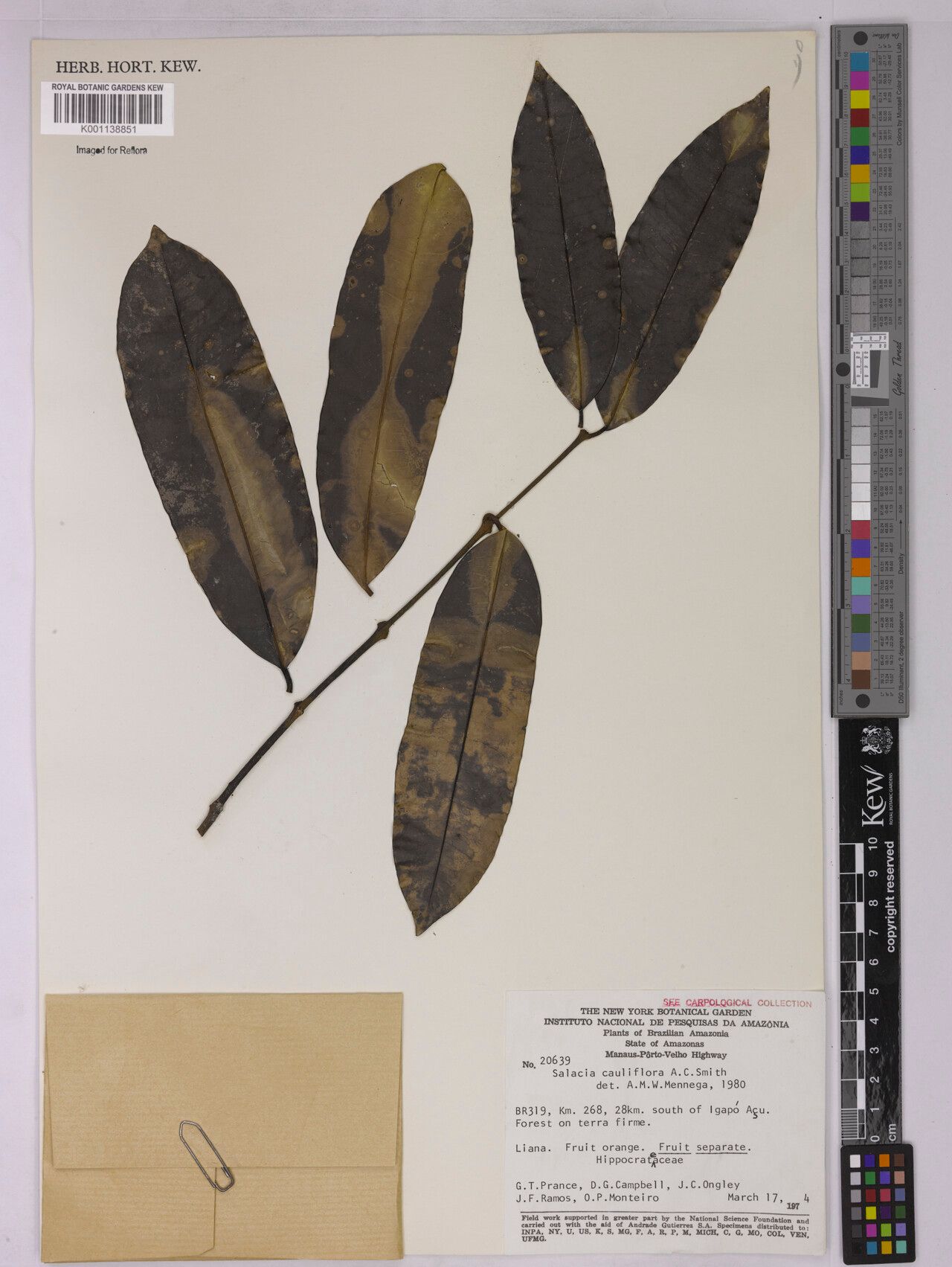 Salacia cauliflora — houseplant care guide