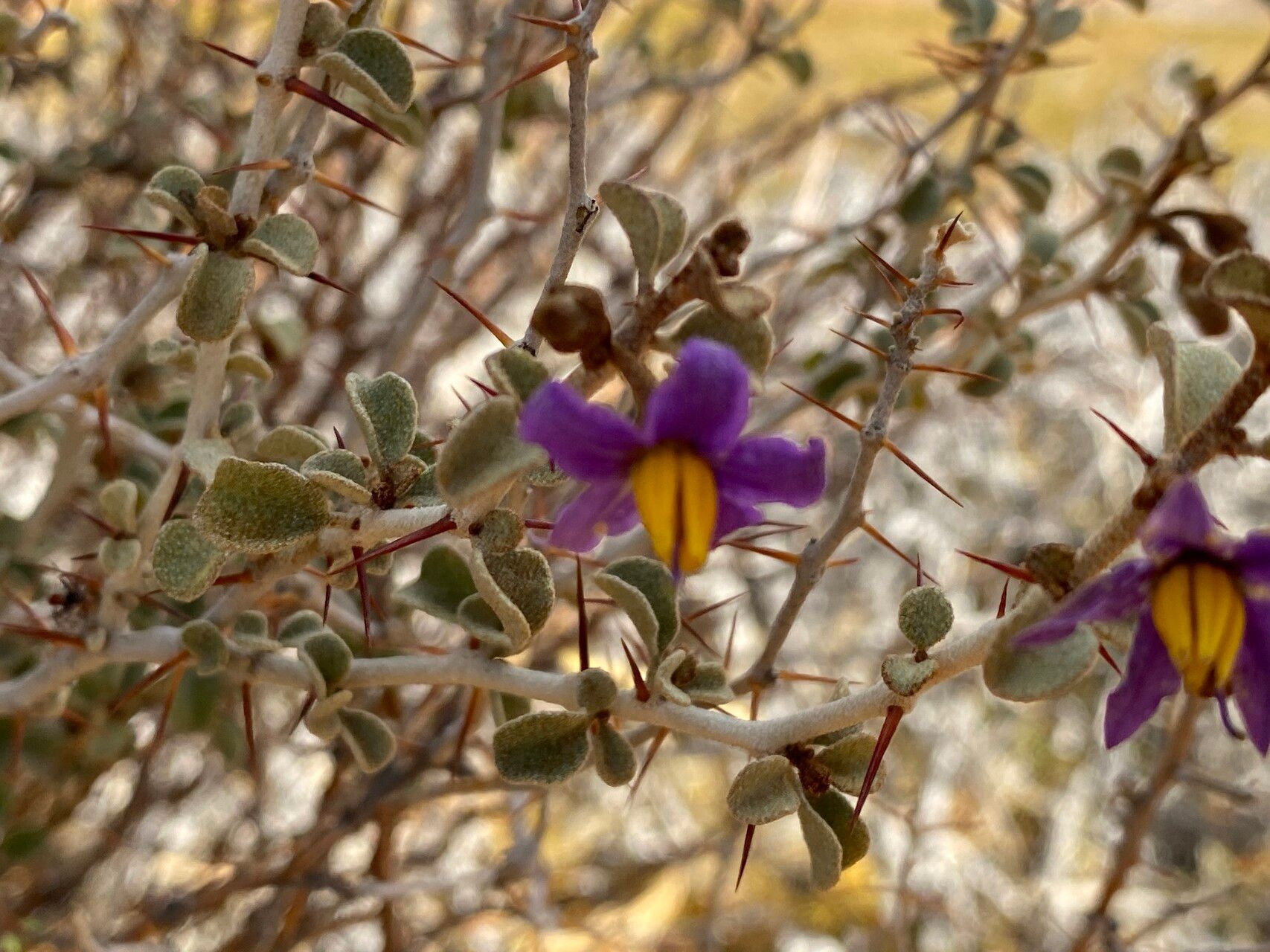 Solanum nummularium flower