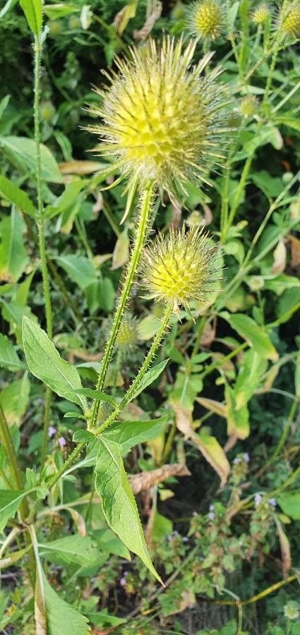 Dipsacus strigosus fruit