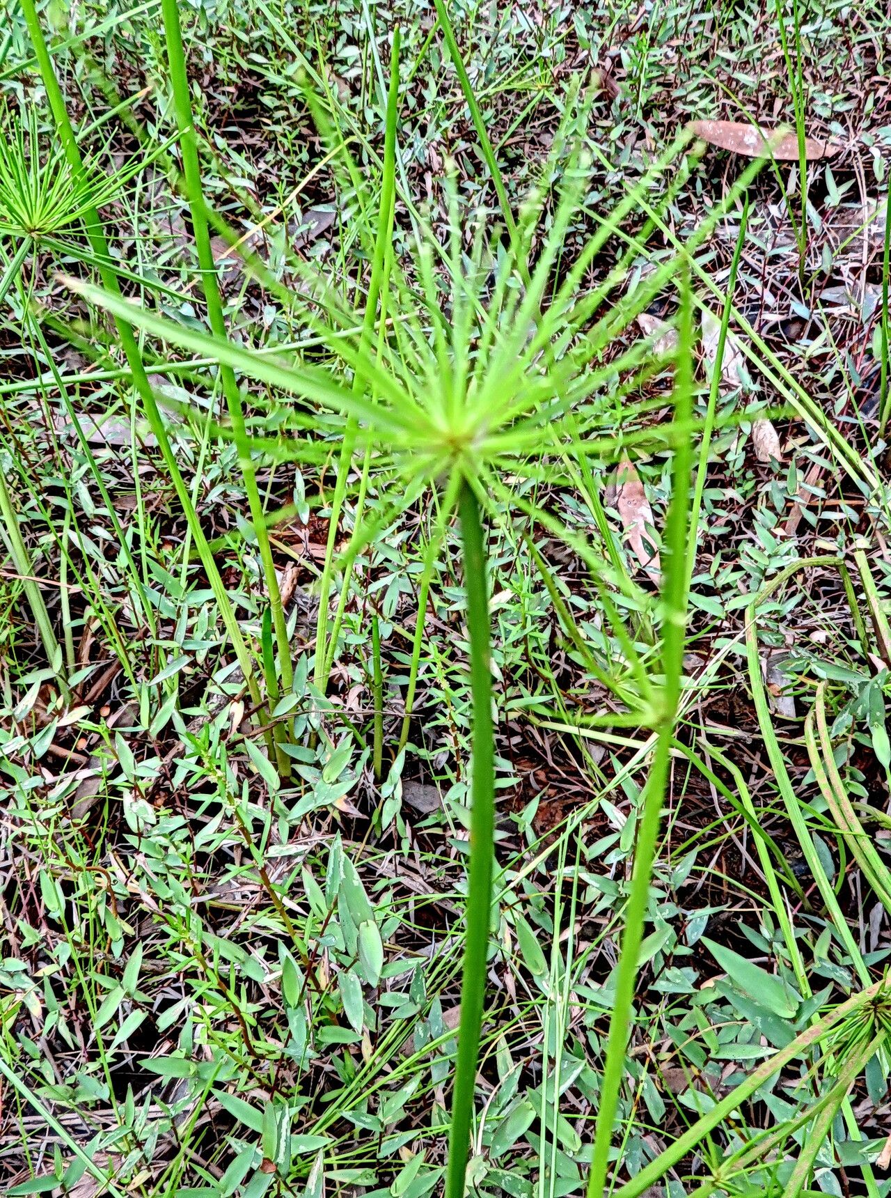 Cyperus prolifer habit