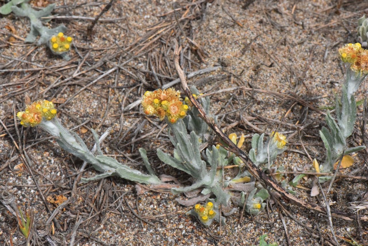 Pseudognaphalium stramineum habit