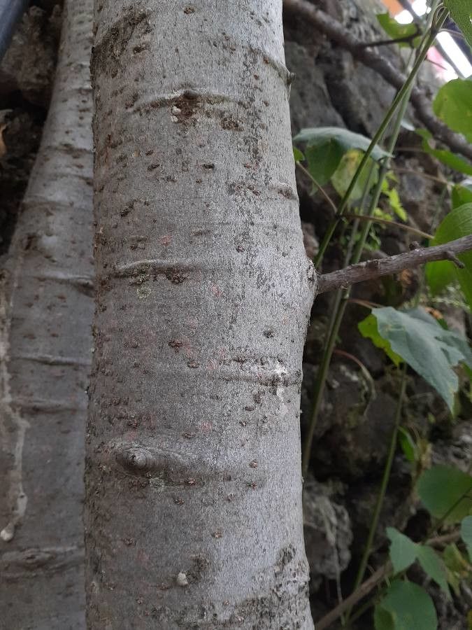 Bursera glabrifolia bark