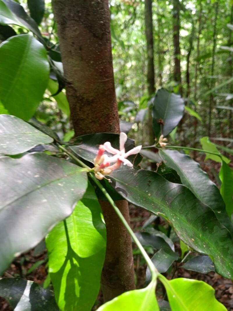 Tabernaemontana undulata flower