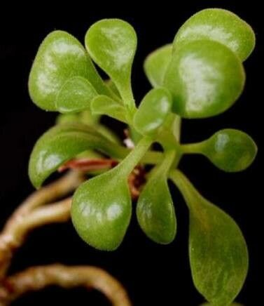 Tylecodon torulosus — houseplant care guide