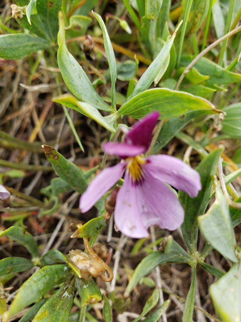 Viola beckwithii flower