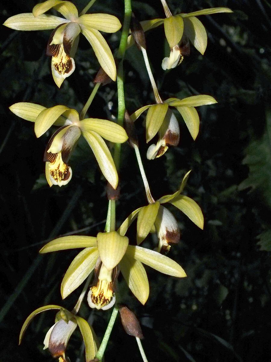 Coelogyne tomentosa flower