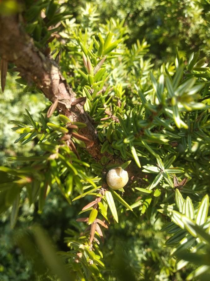 Juniperus macrocarpa — search result for 'Cyprus'