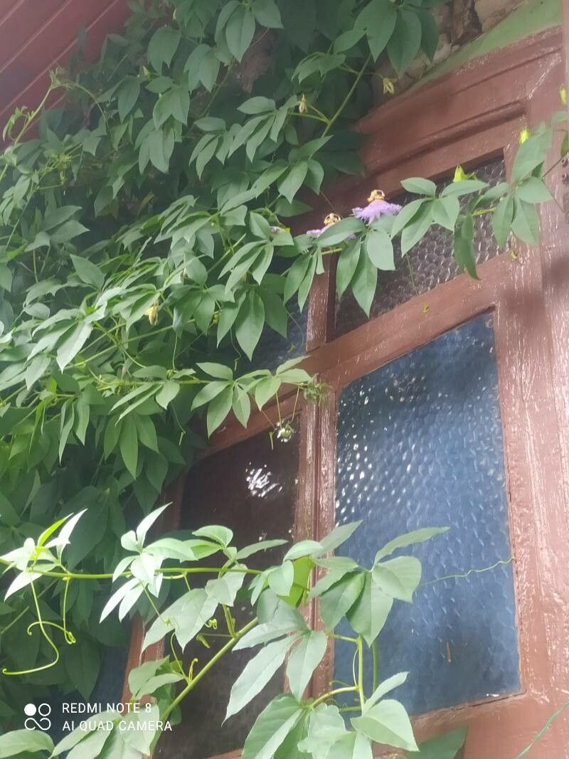 Passiflora cincinnata — unique fruits houseplant