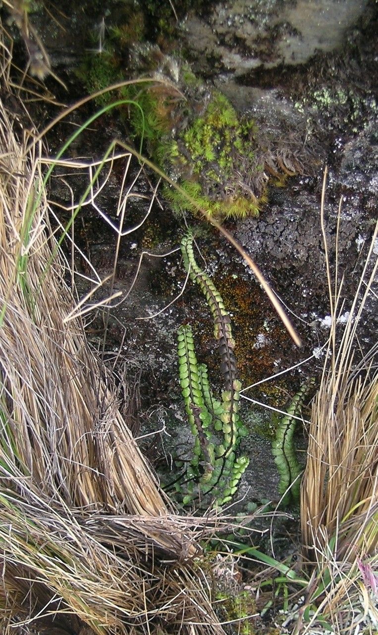 Asplenium castaneum — houseplant care guide