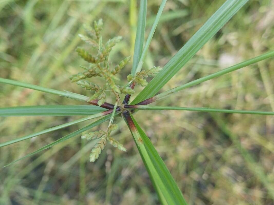 Cyperus imbricatus leaf