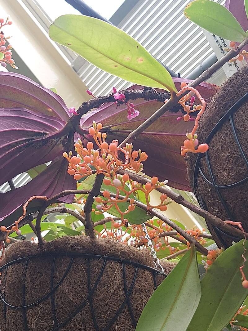 Medinilla rubicunda flower