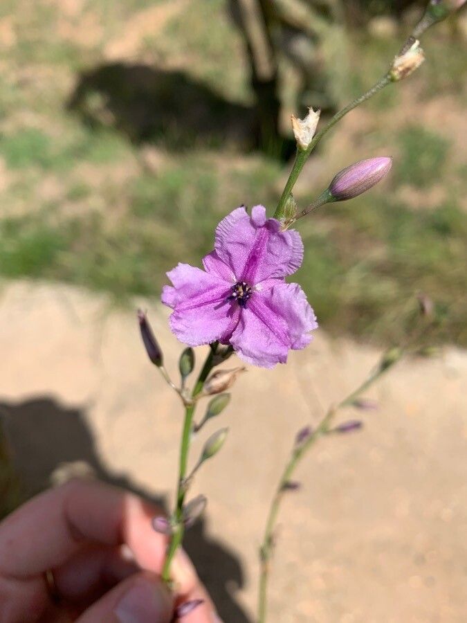 Dichopogon strictus — houseplant care guide