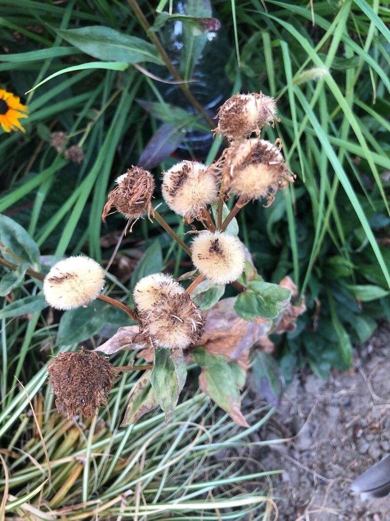 Helichrysum foetidum fruit