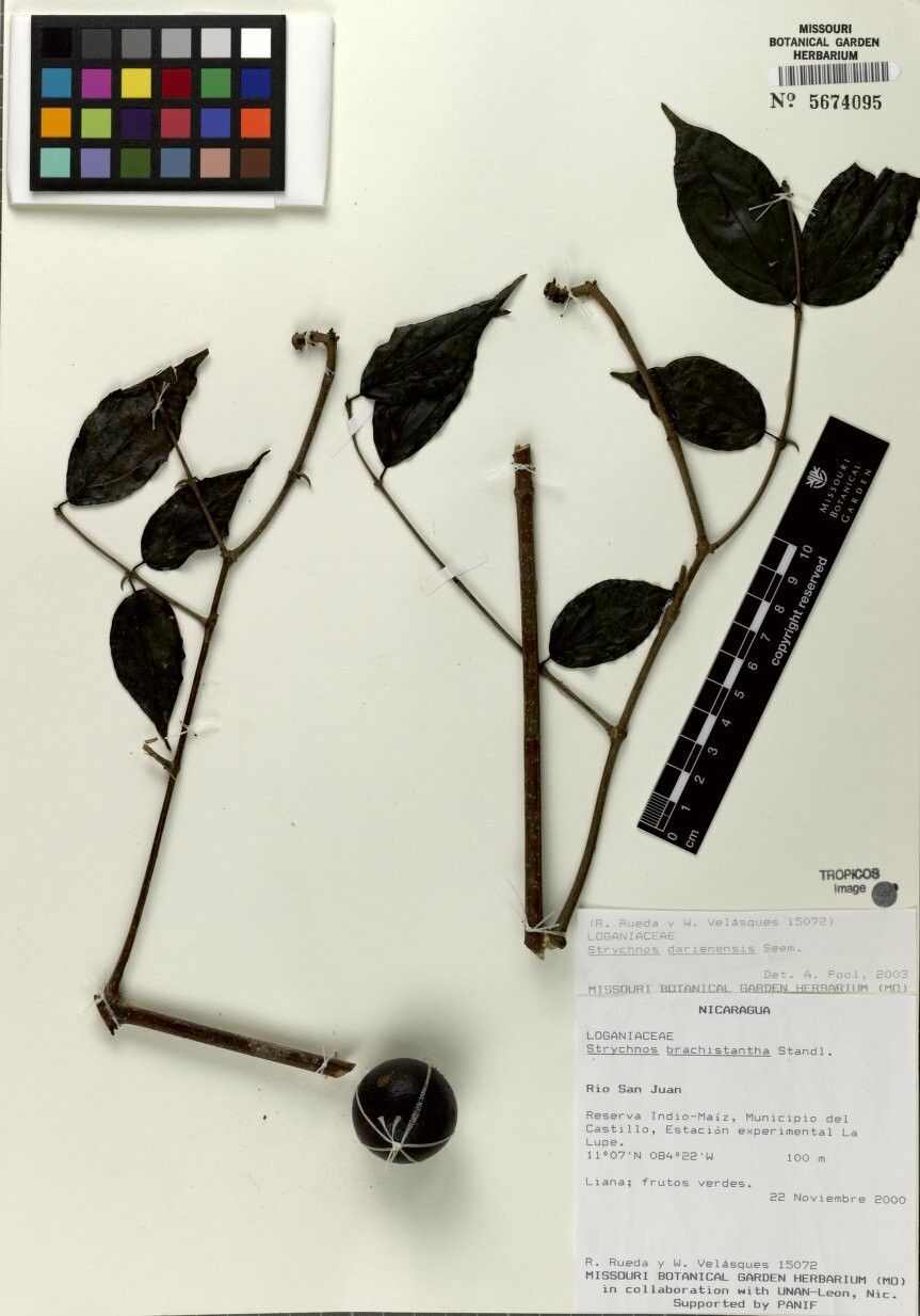 Strychnos darienensis — houseplant care guide