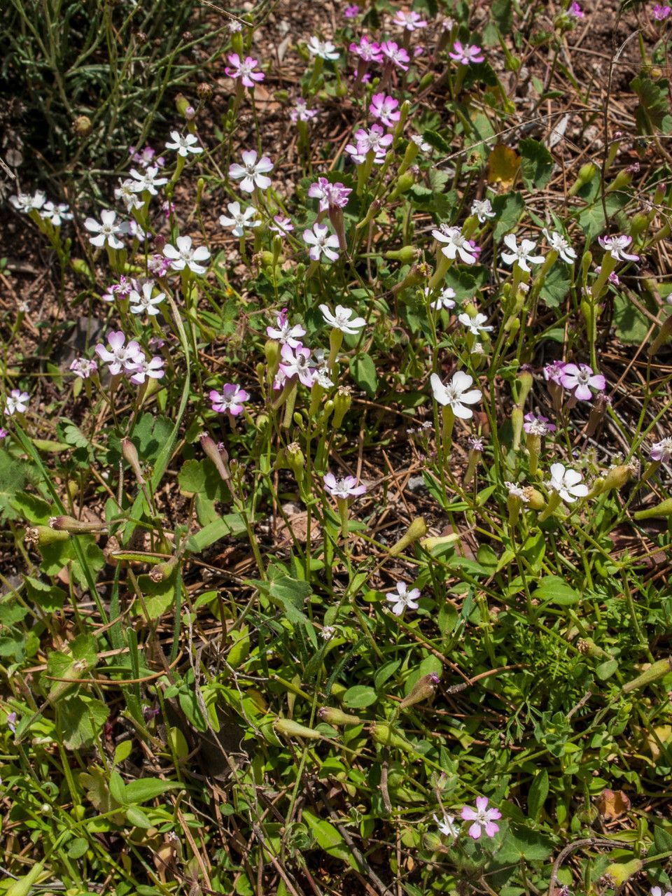 Silene fraudatrix habit