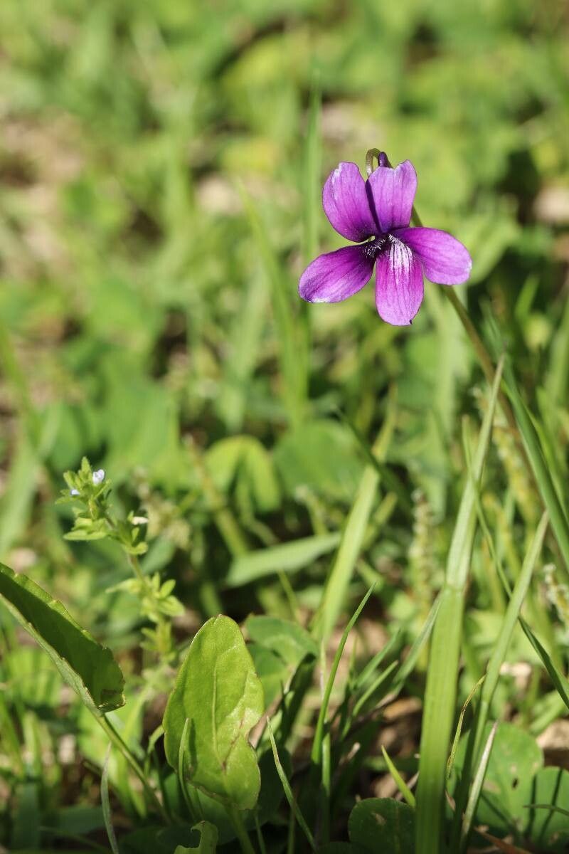 Viola mandshurica — houseplant care guide