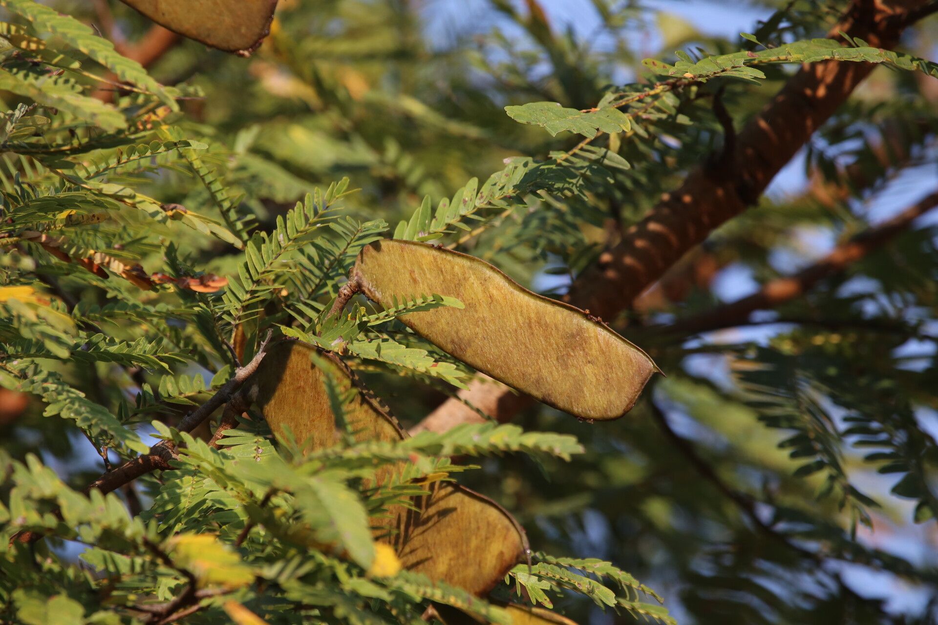 Brachystegia boehmii fruit