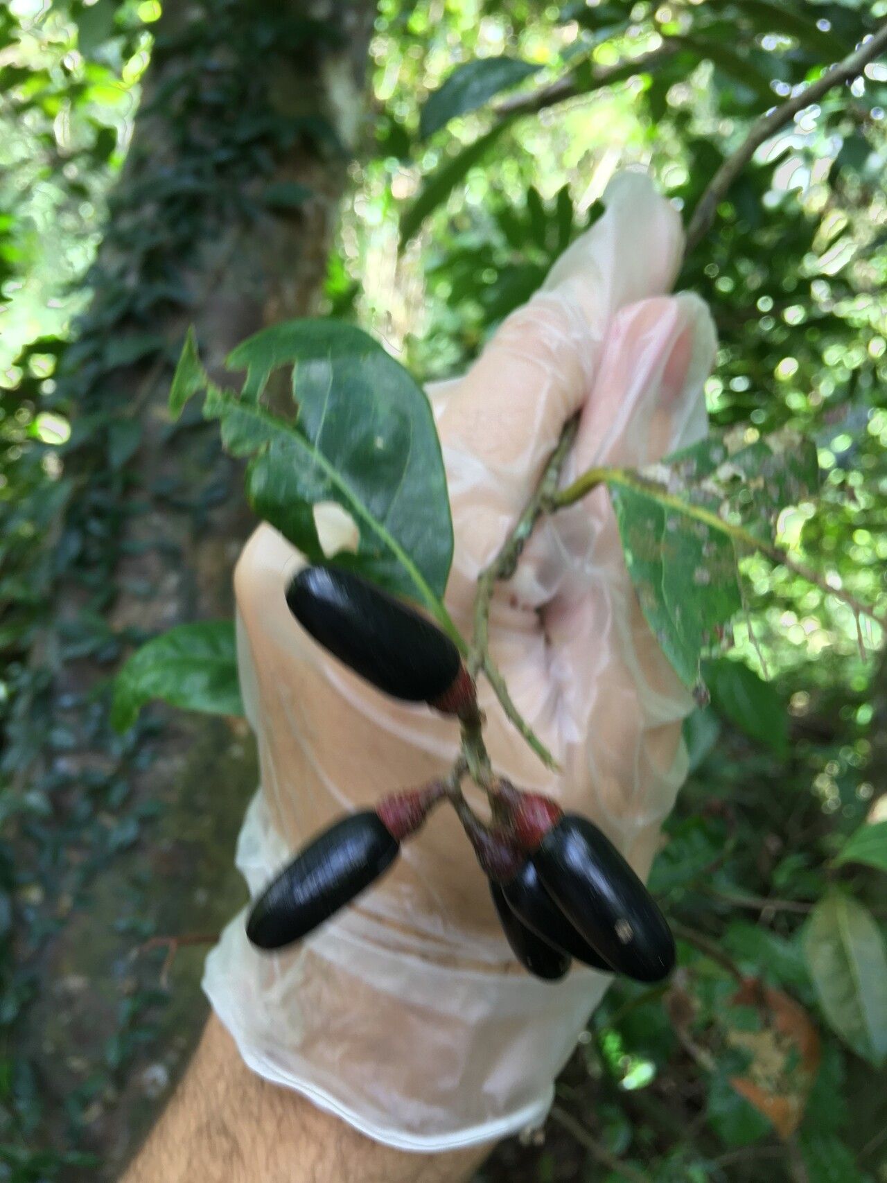 Damburneya patens fruit