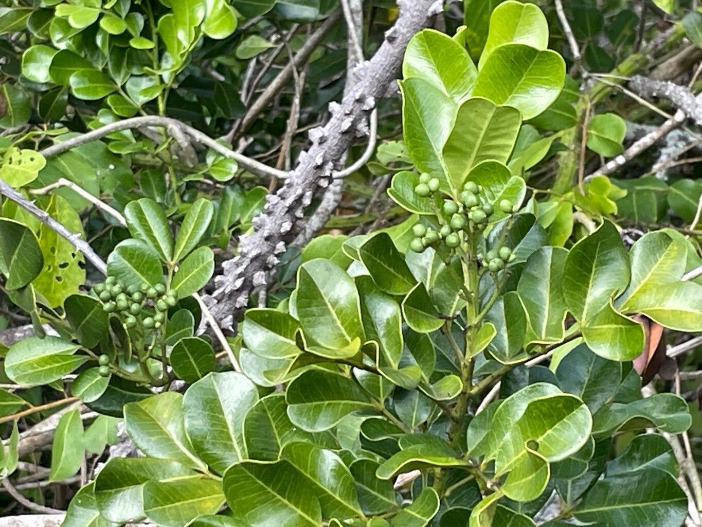 Zanthoxylum spinosum bark