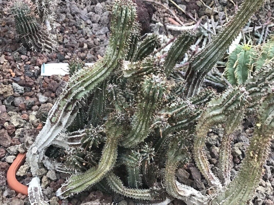 Euphorbia pillansii — houseplant care guide