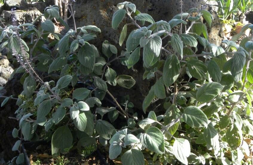 Coleus argenteus — search result for 'Coleus'