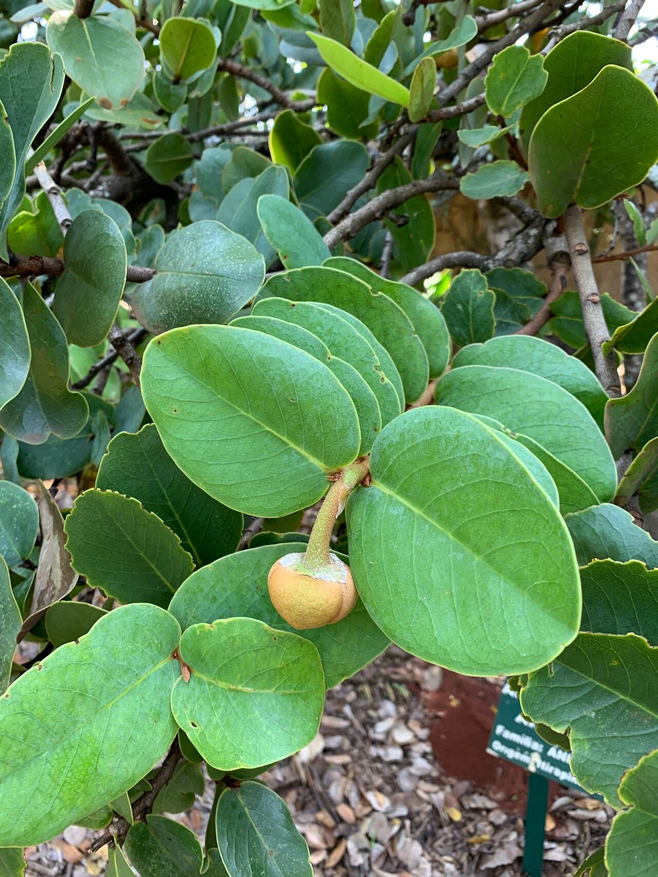 Annona coriacea leaf