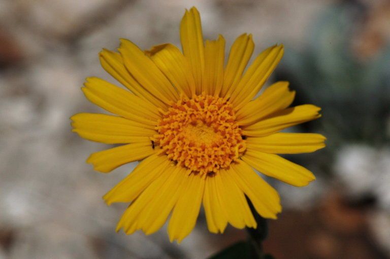 Enceliopsis nudicaulis flower
