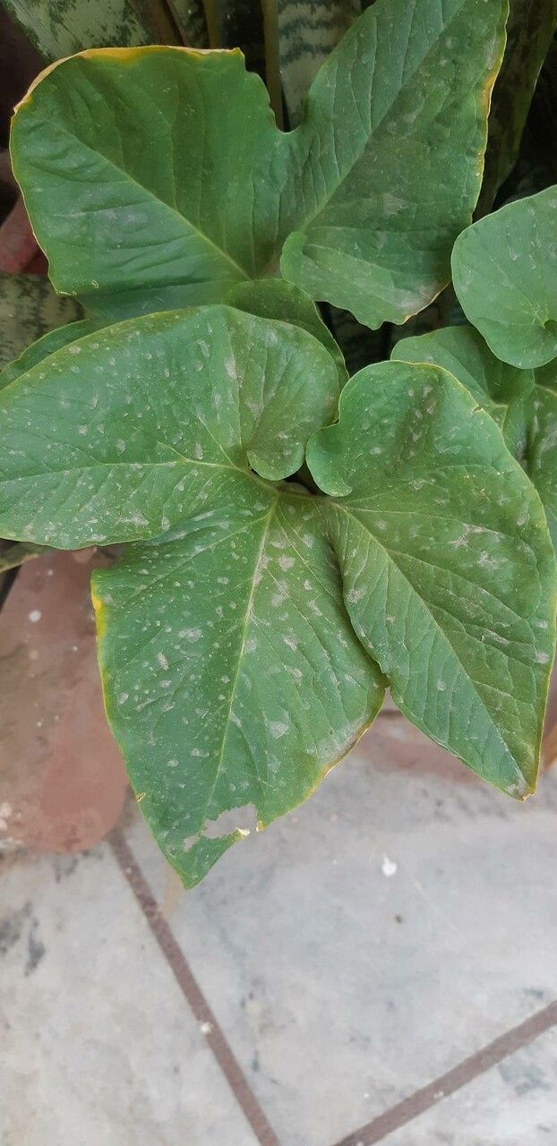 Typhonium trilobatum leaf