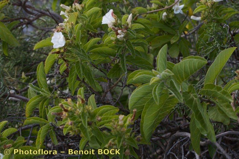 Convolvulus fernandesii habit