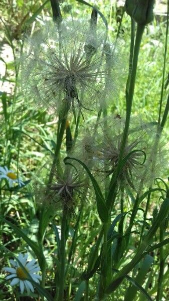 Tragopogon pratensis fruit