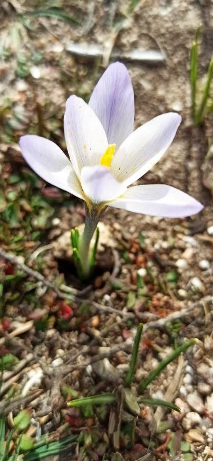 Crocus carpetanus flower