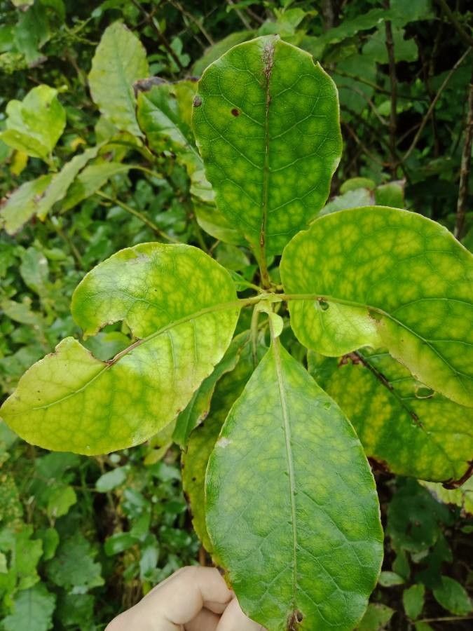 Coprosma robusta leaf