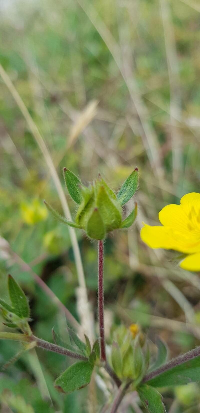 Potentilla grandiflora fruit