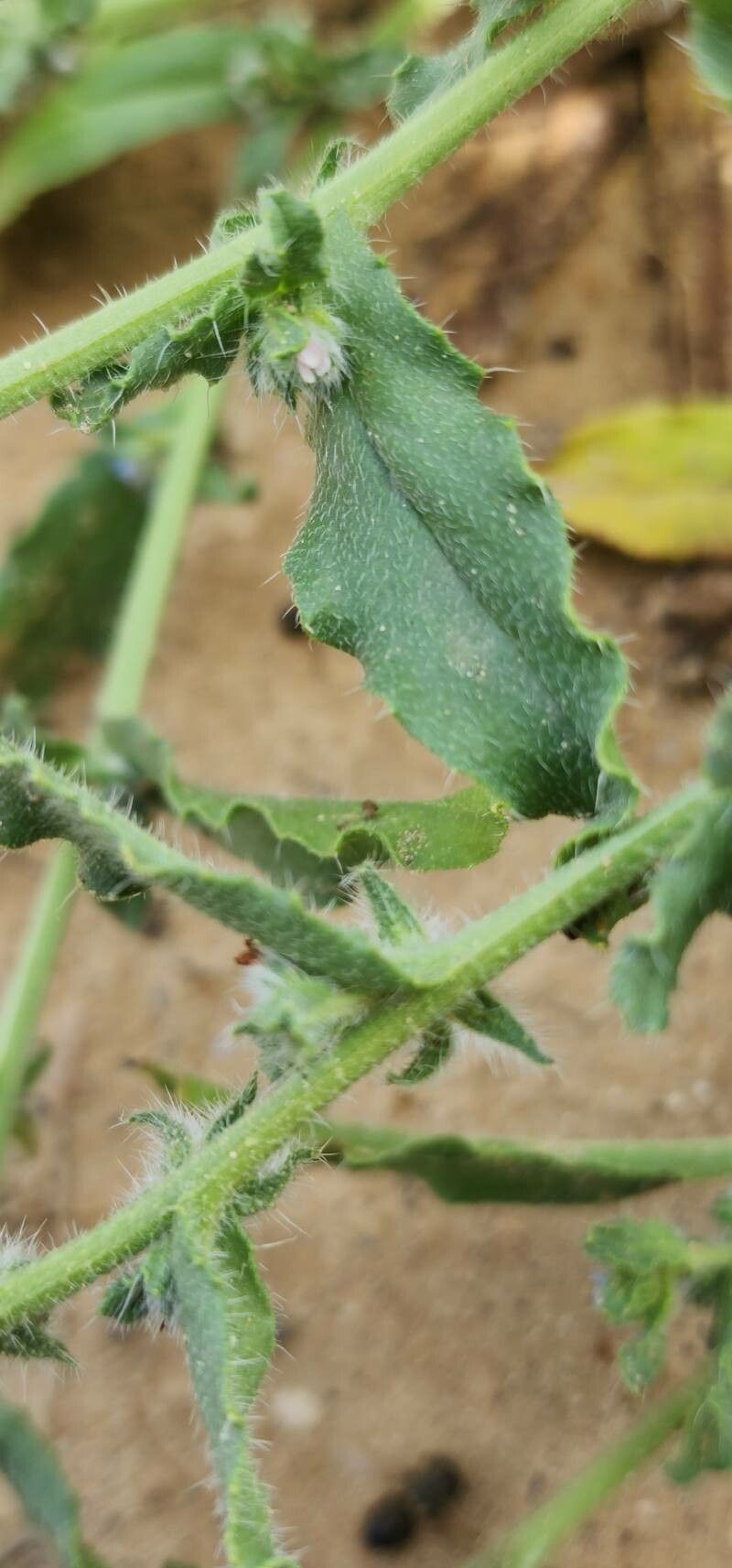 Anchusa hispida leaf