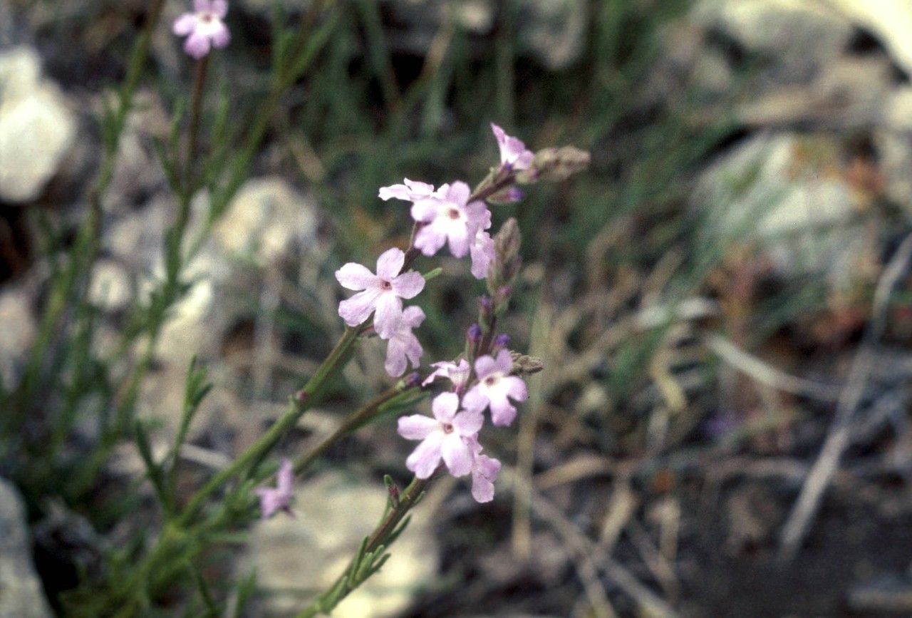 Verbena perennis — houseplant care guide