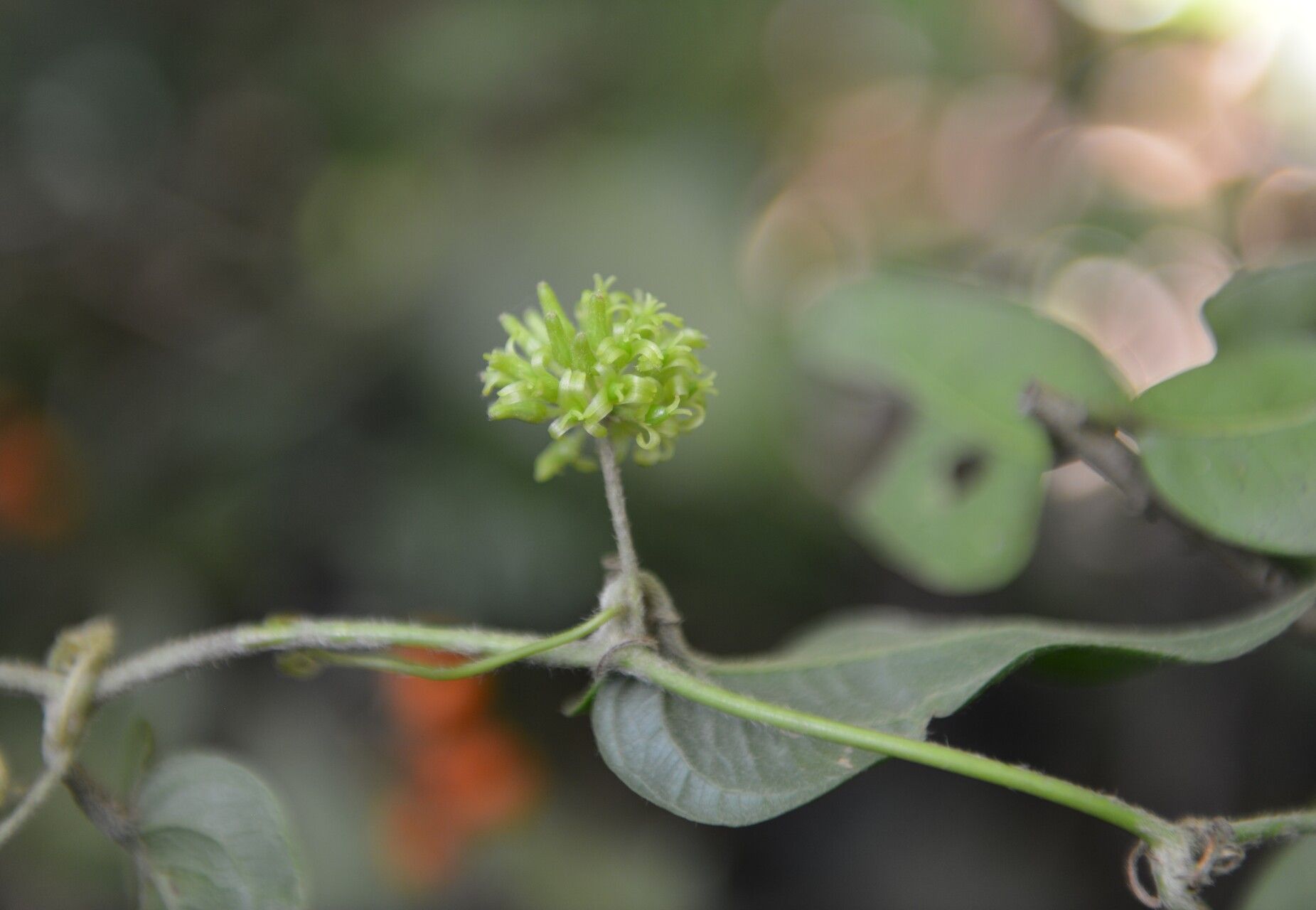 Smilax mollis flower