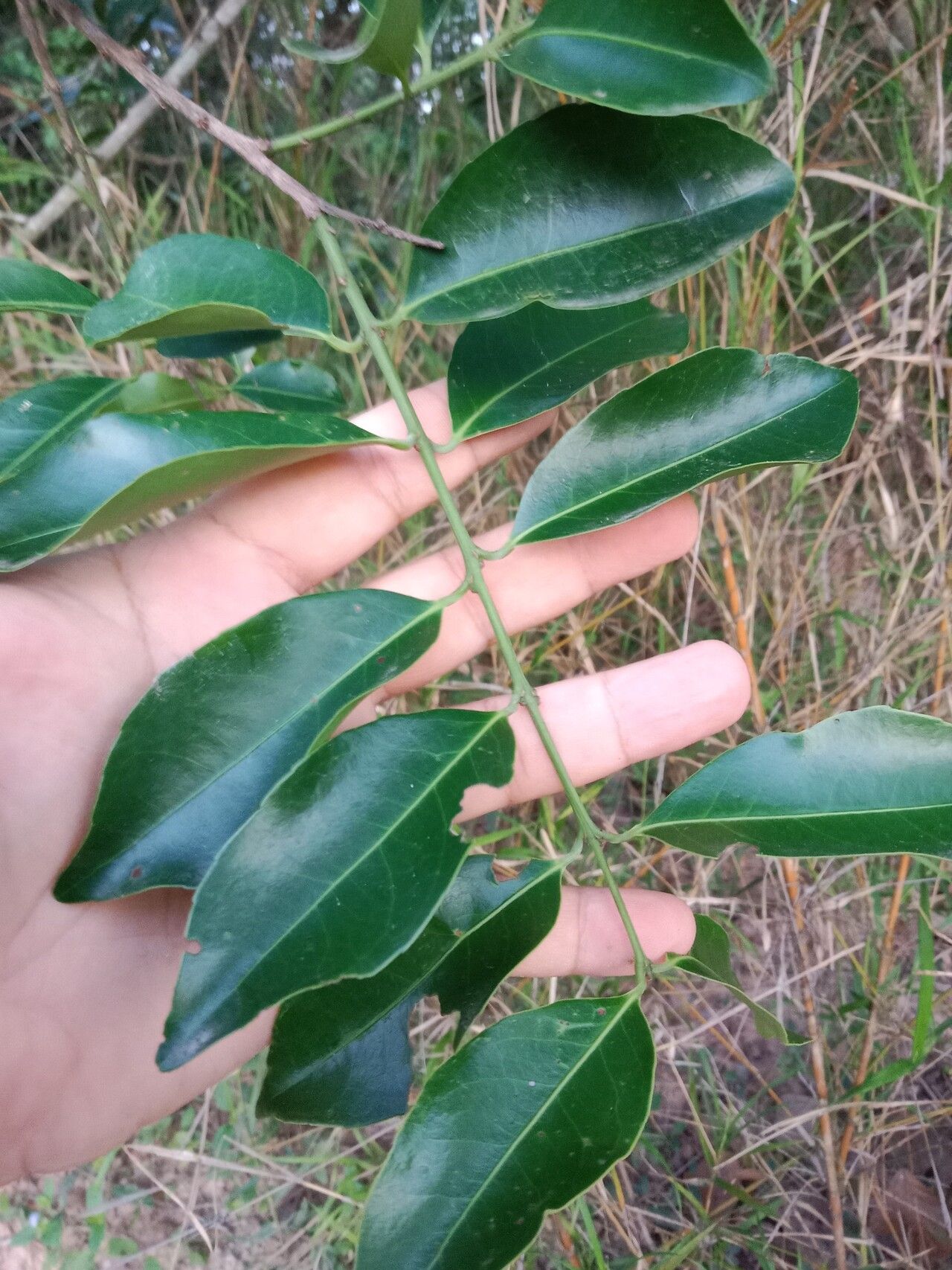 Salacia chinensis — houseplant care guide