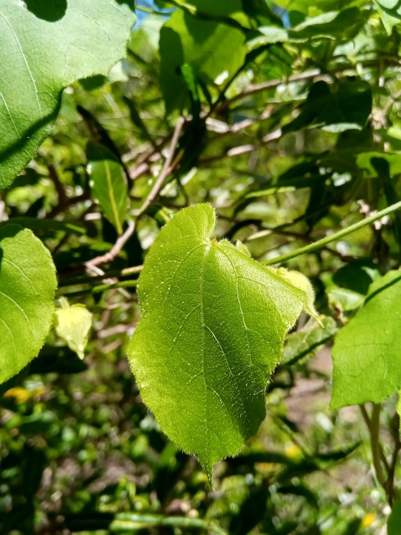 Dalechampia bernieri — related species from the same genus