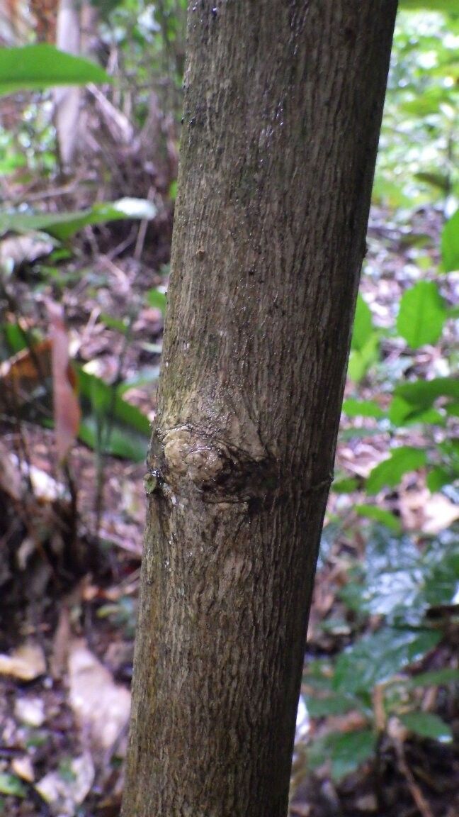 Pauridiantha pleiantha — houseplant care guide