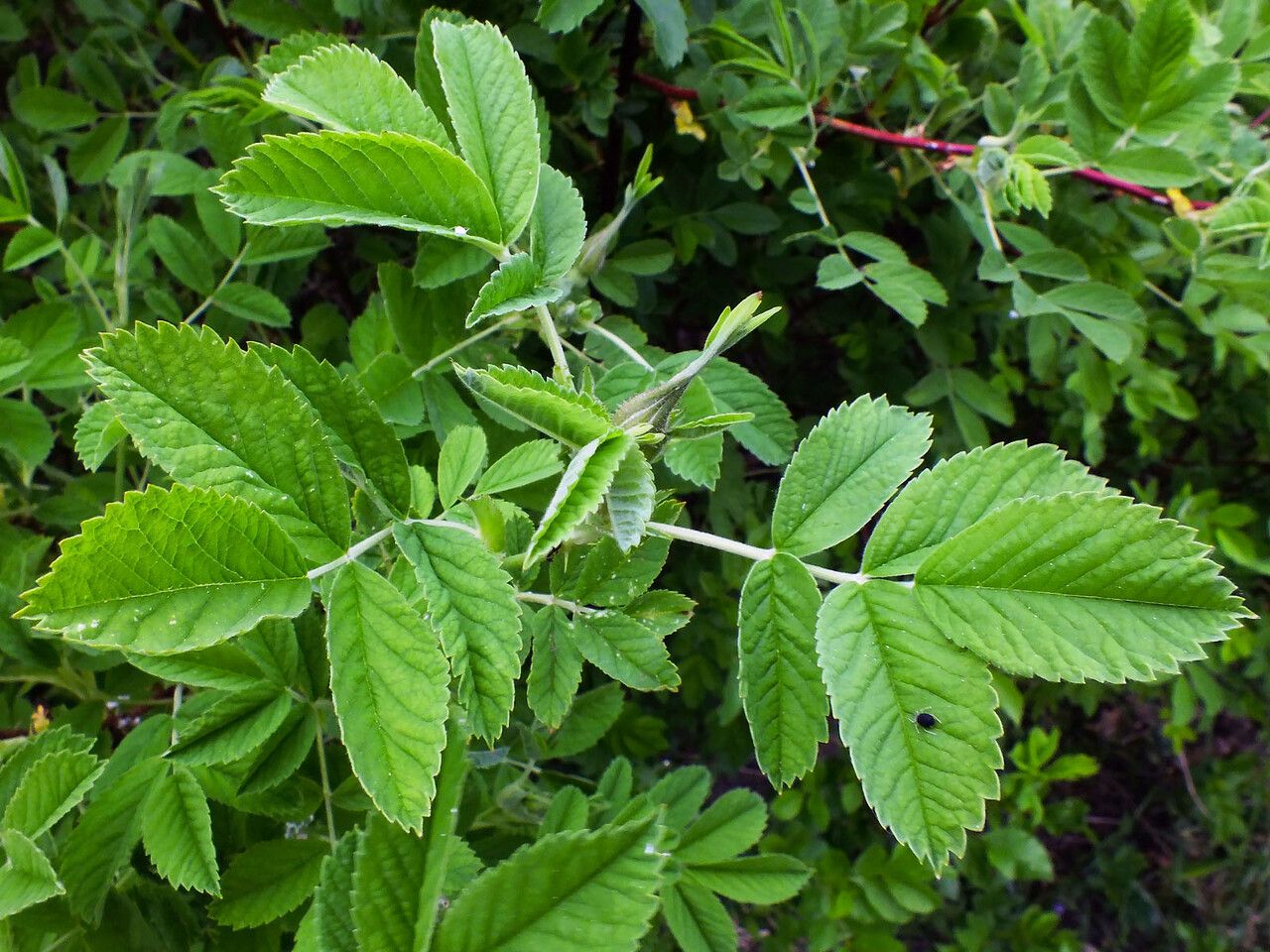 Rosa blanda — search result for 'Rosa'