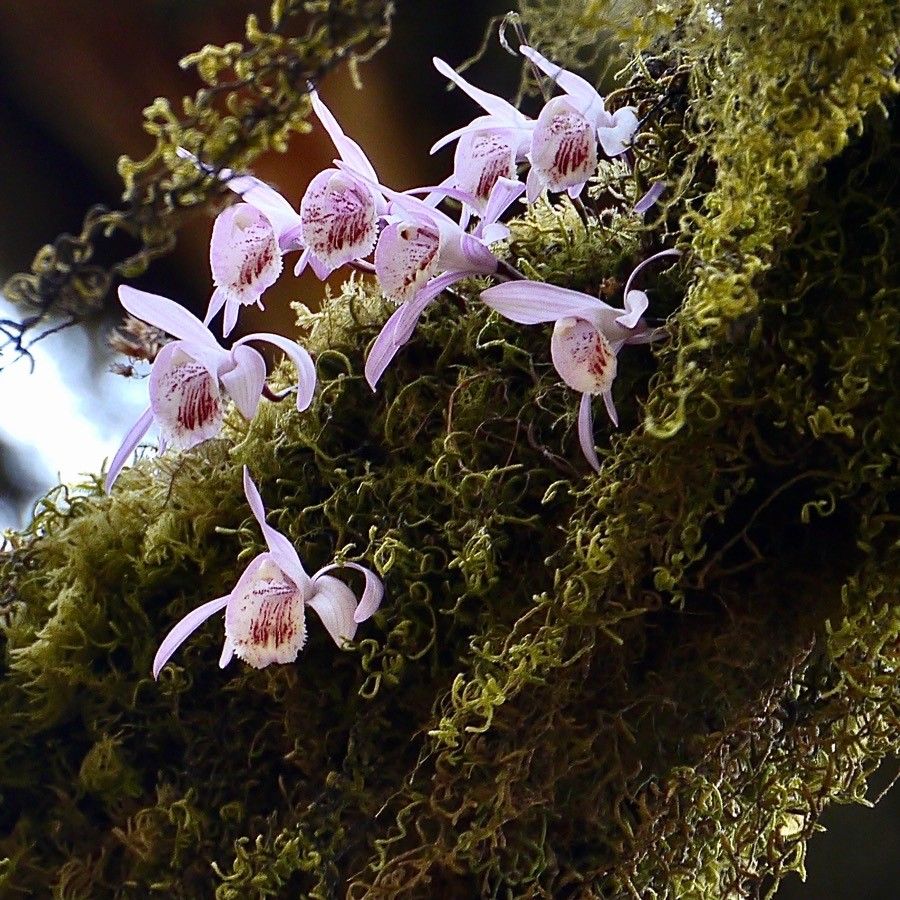 Pleione humilis flower