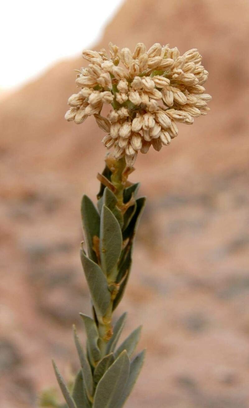 Solenostemma oleifolium flower