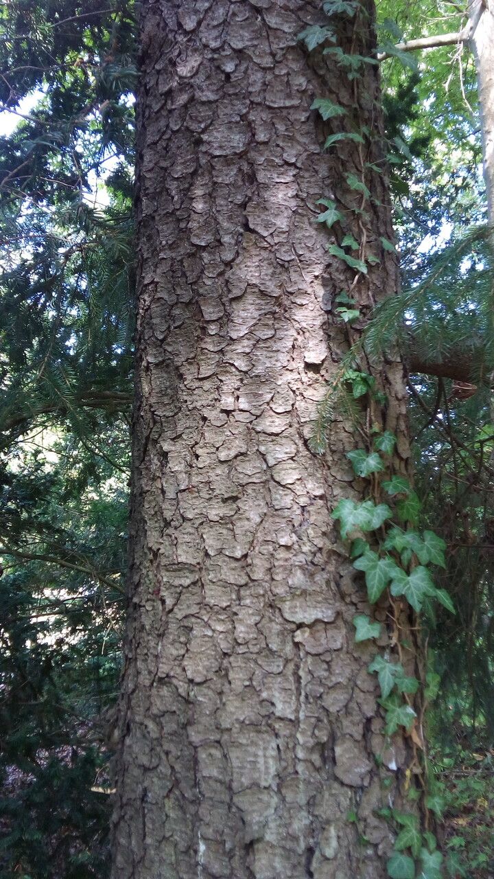 Picea brachytyla bark