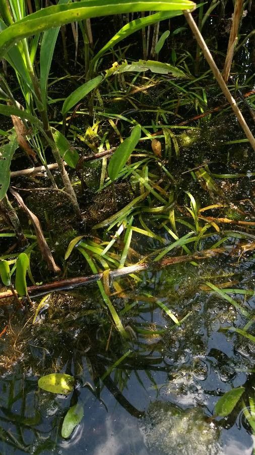 Sparganium natans — search result for 'Sparganium'