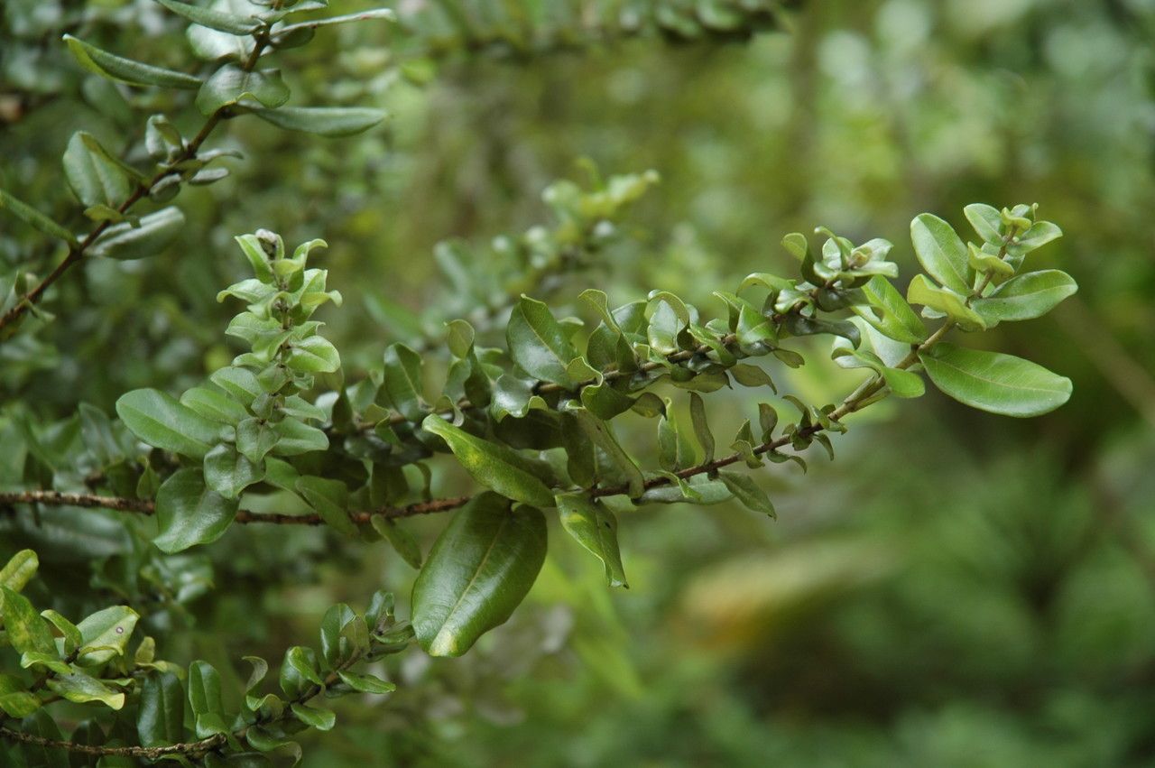 Metrosideros polymorpha leaf